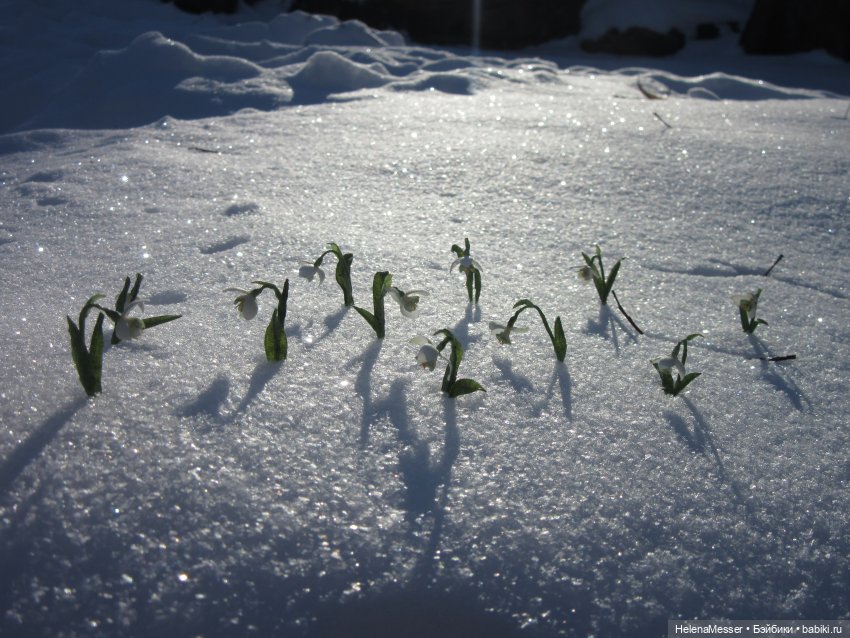 Если очень хочется подснежников, или Как Моррисы подружились с людьми