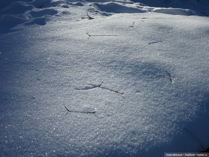 Если очень хочется подснежников, или Как Моррисы подружились с людьми