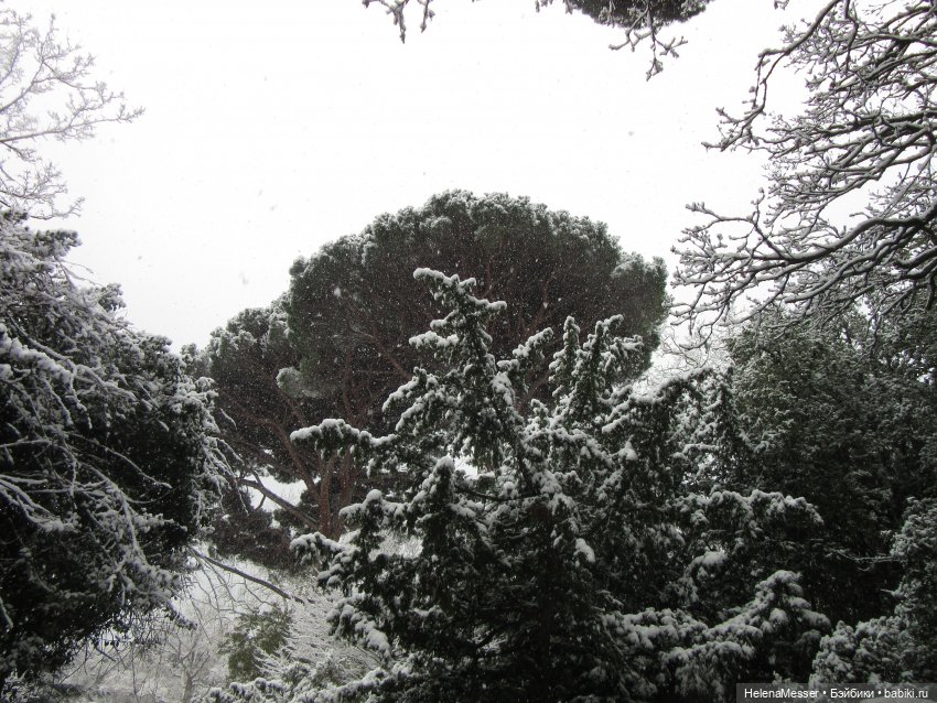 Крымские каникулы, часть 5. Снег в Воронцовском парке (фото 2)