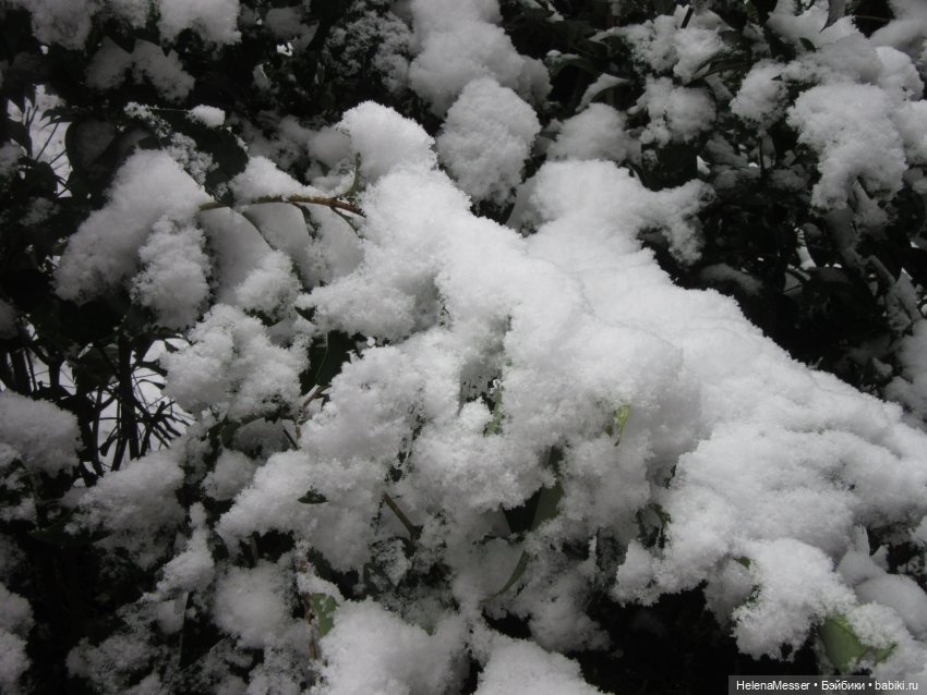 Крымские каникулы, часть 5. Снег в Воронцовском парке