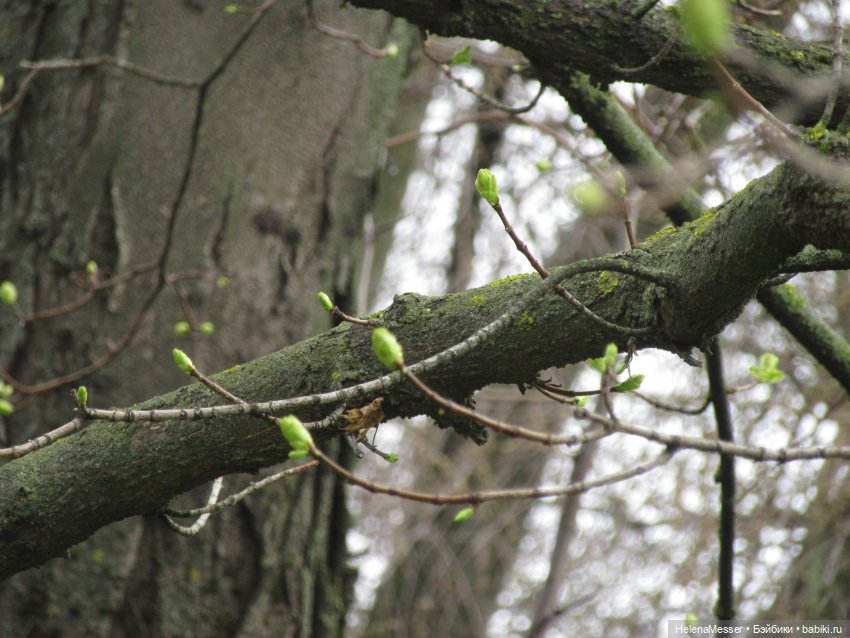 Одним дождливым днём — Куклы Takara Tomy (Такара): Licca (Ликка)