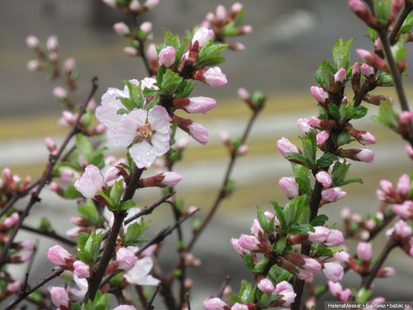 Одним дождливым днём — Куклы Takara Tomy (Такара): Licca (Ликка) (фото 9)