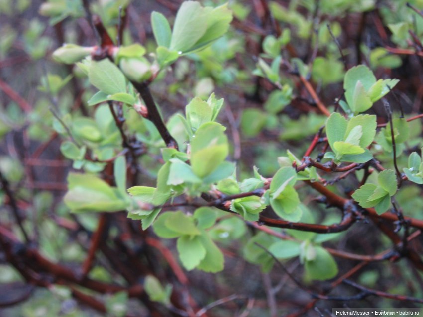 Одним дождливым днём — Куклы Takara Tomy (Такара): Licca (Ликка)