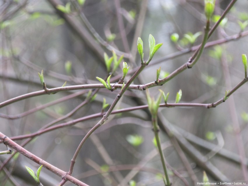 Одним дождливым днём — Куклы Takara Tomy (Такара): Licca (Ликка) (фото 2)