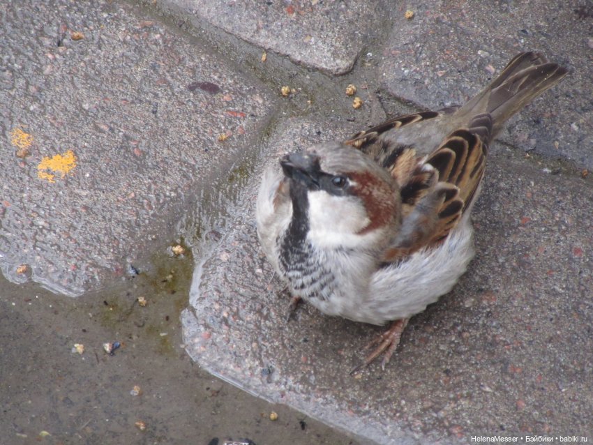 Одним дождливым днём — Куклы Takara Tomy (Такара): Licca (Ликка) (фото 4)