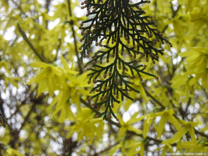 Одним дождливым днём — Куклы Takara Tomy (Такара): Licca (Ликка) (фото 6)