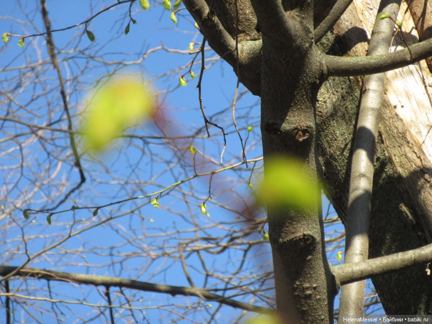 Странный сон юной пастушки (фото 5)