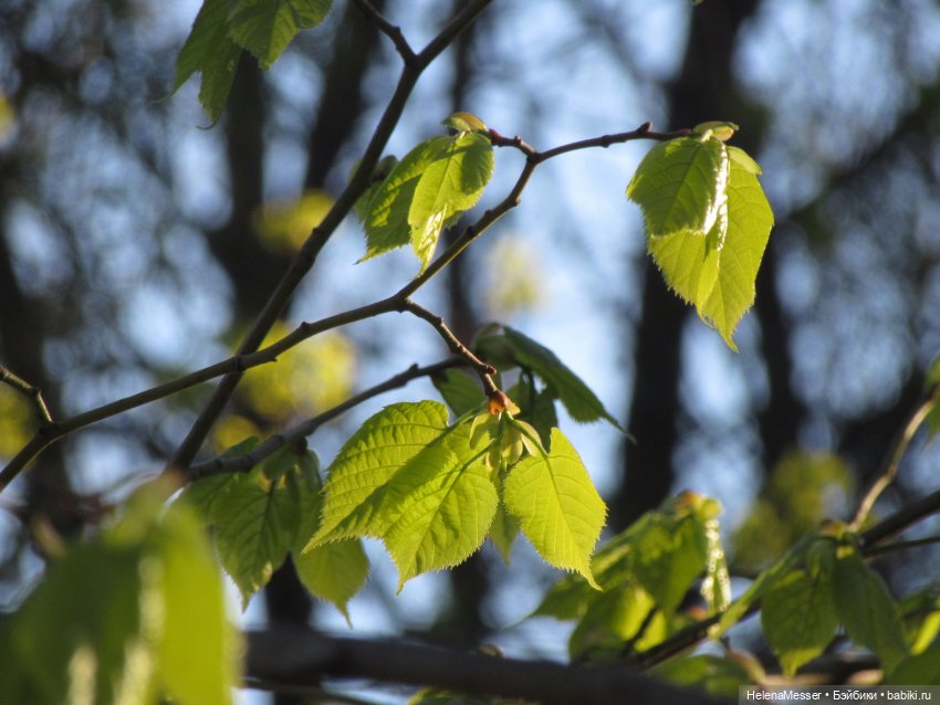 Мой Лизочек. Знакомство с Babyringo Bonnie (фото 9)