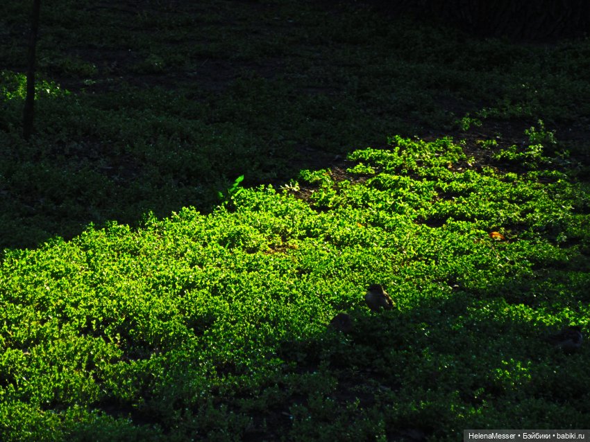 Странный сон юной пастушки