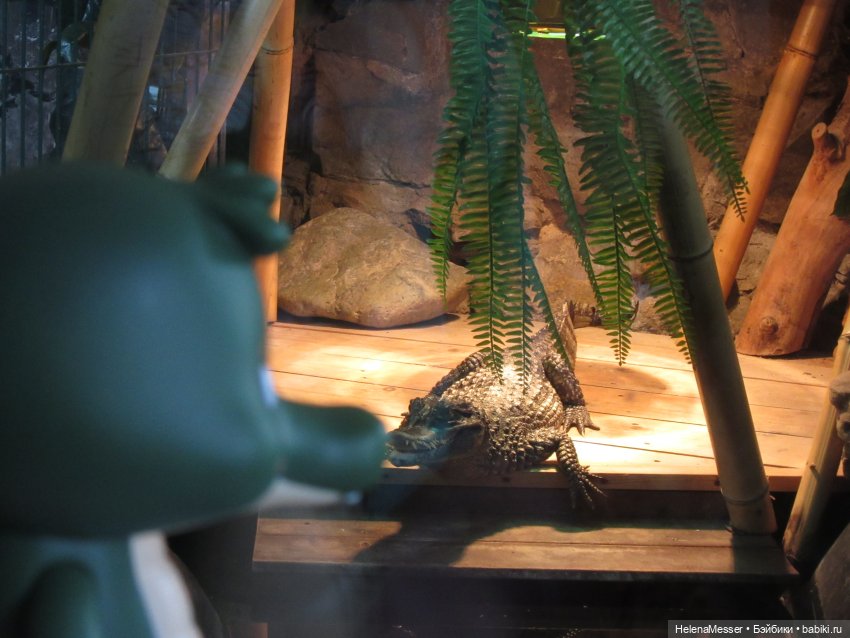 Внимание, gator! Или приключения Шнаппи в зоопарке (фото 8)