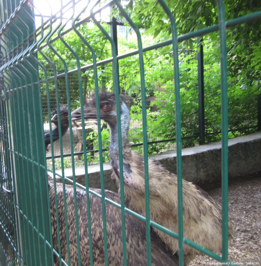 Внимание, gator! Или приключения Шнаппи в зоопарке