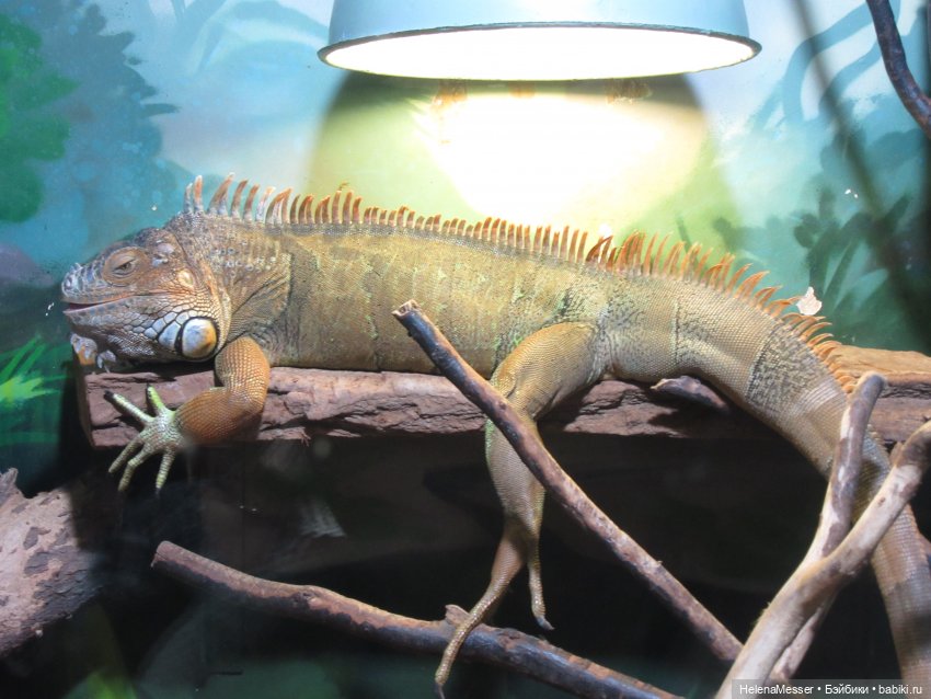 Внимание, gator! Или приключения Шнаппи в зоопарке
