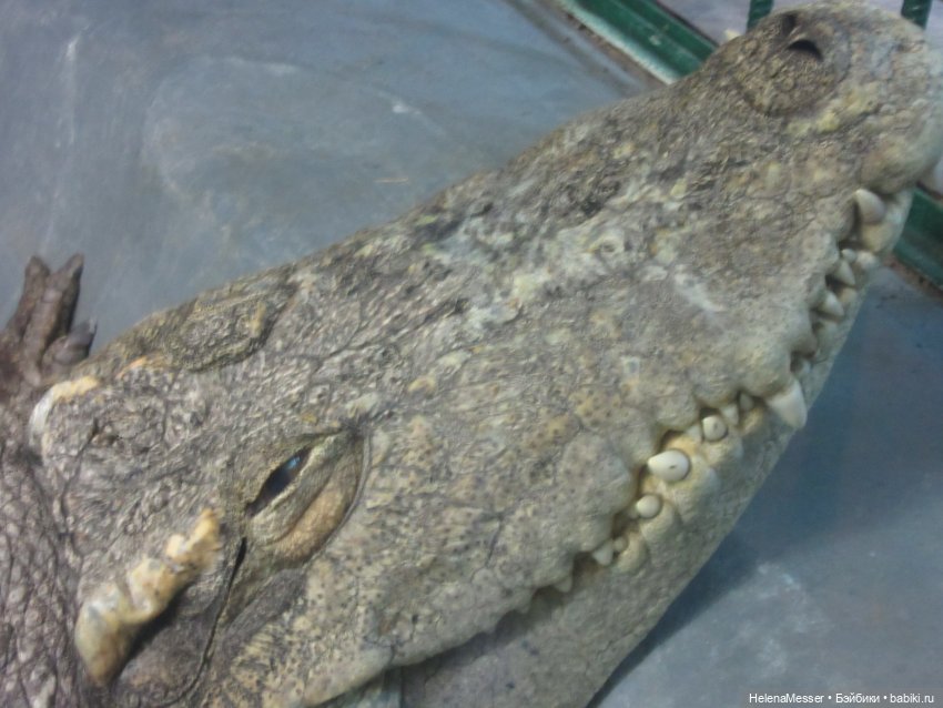 Внимание, gator! Или приключения Шнаппи в зоопарке (фото 10)