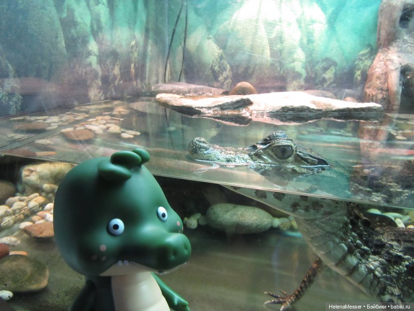 Внимание, gator! Или приключения Шнаппи в зоопарке (фото 7)