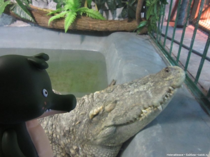 Внимание, gator! Или приключения Шнаппи в зоопарке (фото 9)