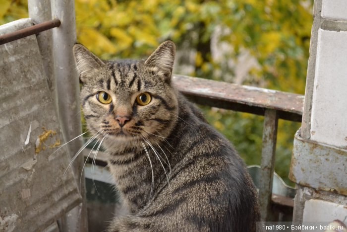 Моя Саския. Кукла-Реборн Смирновой Ирины (фото 2)