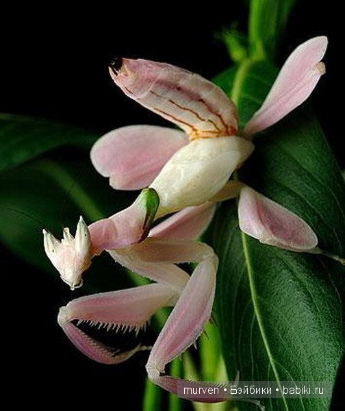 Фея Орхидея, авторская шарнирная кукла из фарфора Марии Пикуновой (фото 2)