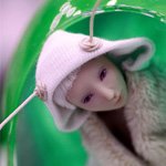 Лунный Мотылек, шарнирная кукла Марии Пикуновой