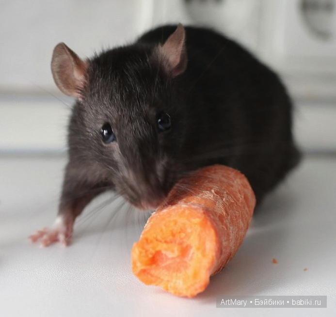 Мандрагоры Равена и Аделаида