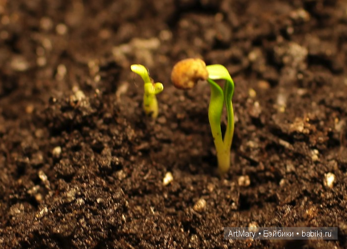 Мандрагоры Равена и Аделаида (фото 2)