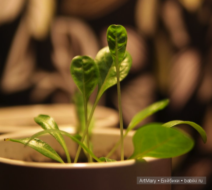 Мандрагоры Равена и Аделаида (фото 3)