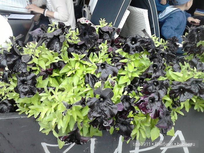 Как я посетила Доминиканскую ярмарку ремесел в Гданьске-городе королей