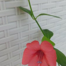 Новое увлечение