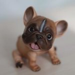 Французский бульдог с тремя мордочками