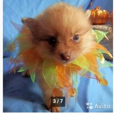 Помогите купить щенка в Москве