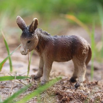 Прогулки со зверятами