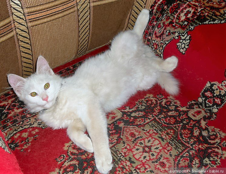 Любимые кошечки и котики | Бэйбики Любимые кошечки и котики — Болталка и разговоры обо всем: жизнь