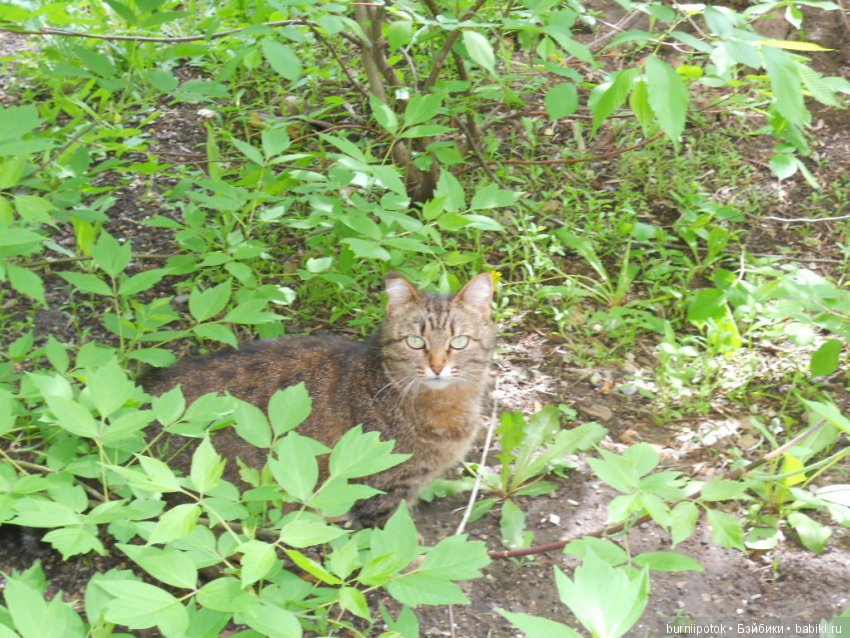 Любимые кошечки и котики | Бэйбики Любимые кошечки и котики — Болталка и разговоры обо всем: жизнь