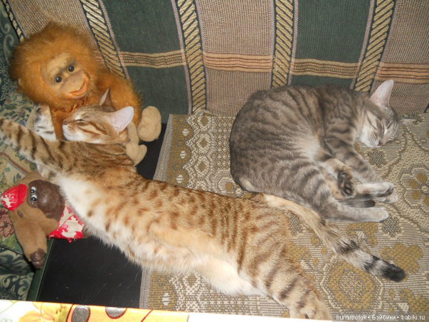 Любимые кошечки и котики | Бэйбики Любимые кошечки и котики — Болталка и разговоры обо всем: жизнь