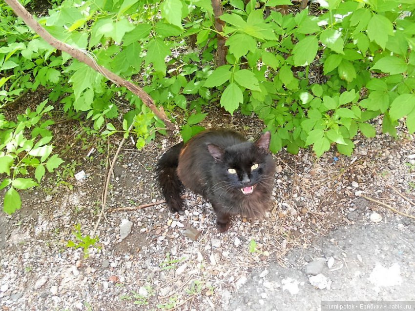 Любимые кошечки и котики | Бэйбики Любимые кошечки и котики — Болталка и разговоры обо всем: жизнь