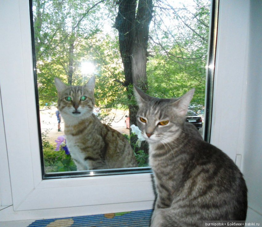 Любимые кошечки и котики | Бэйбики Любимые кошечки и котики — Болталка и разговоры обо всем: жизнь