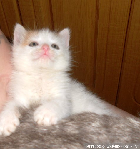 Любимые кошечки и котики | Бэйбики Любимые кошечки и котики — Болталка и разговоры обо всем: жизнь