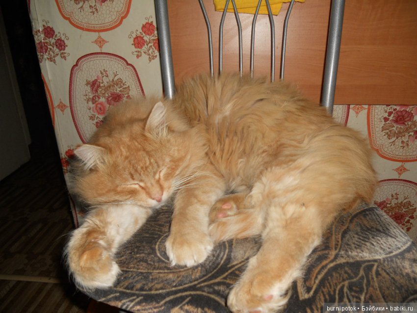 Любимые кошечки и котики | Бэйбики Любимые кошечки и котики — Болталка и разговоры обо всем: жизнь