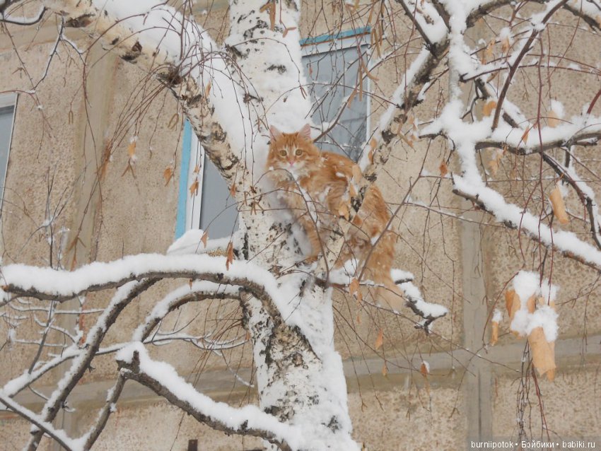 Любимые кошечки и котики | Бэйбики Любимые кошечки и котики — Болталка и разговоры обо всем: жизнь