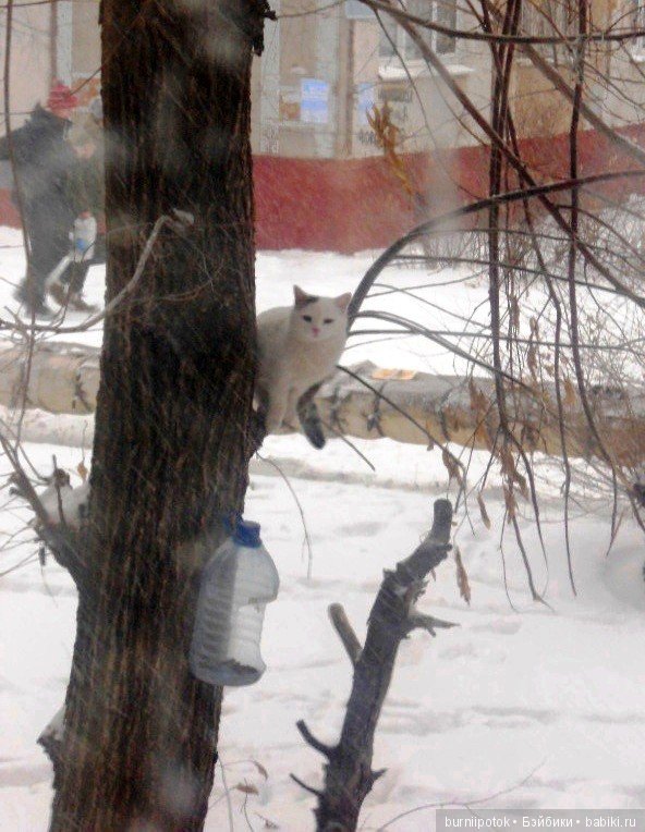 Любимые кошечки и котики — Болталка и разговоры обо всем: жизнь