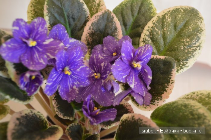 Яркие краски. Продолжение | Бэйбики Яркие краски. Продолжение