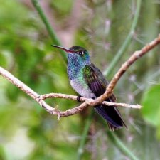 1 апреля — Международный день птиц