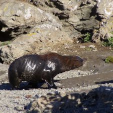 Увлекательное путешествие по Новой Зеландии
