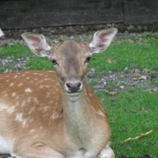 Разнообразие животного мира