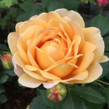 Цветы — роскошный дар природы