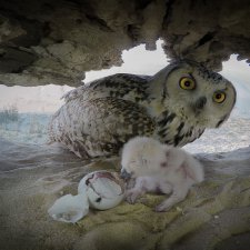 Любительские и профессиональные фотографии Сов (выпуск 2)