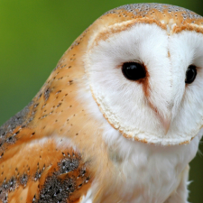 Самые интересные и редкие виды птиц - профессиональные фотографии (выпуск 3)