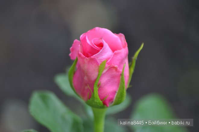 Ванильная девочка - Карла | Бэйбики Ванильная девочка - Карла (фото 4)