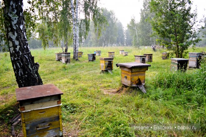 Мой родной Алтайский край