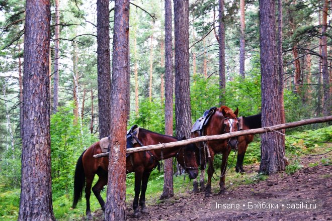 Мой родной Алтайский край