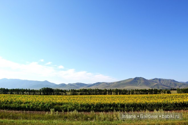 Мой родной Алтайский край